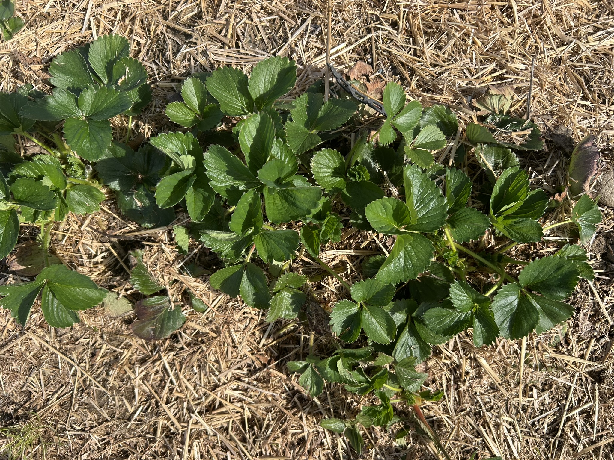 Strawberry3_Westview_April27_2026_Abby (1).JPEG
